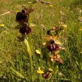 Le prime orchidee che scoviamo sono le Ophrys passionis, cos� chiamate perch� fioriscono nei giorni precedenti alla Pasqua. Si tratta di fiori piccolissimi, quanto una moneta da 50 centesimi, con i petali distribuiti su uno stelo sottile e verde chiaro che non supera i 20 centimetri di altezza